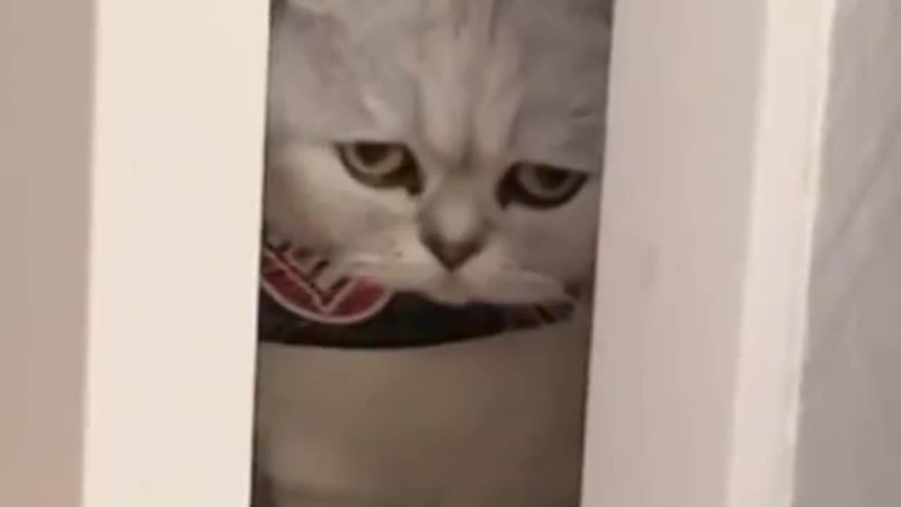 The owner#of cat difference in their cats#