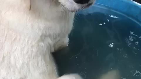 Bath time ❤ cute dog