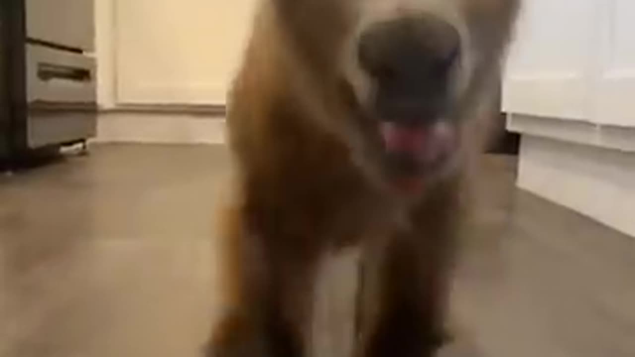 Must see animal video caught on camera