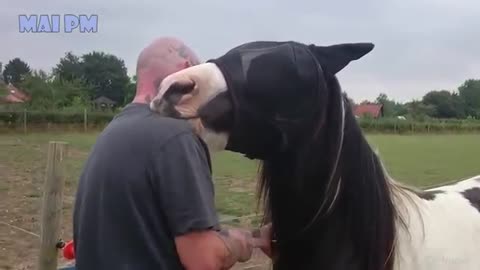 Cute horse