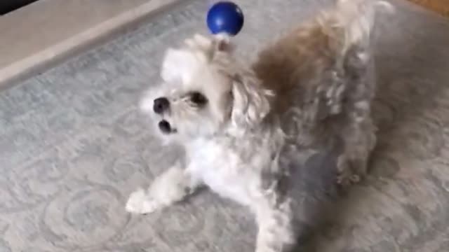 Dog gets angry about the ball hitting her head