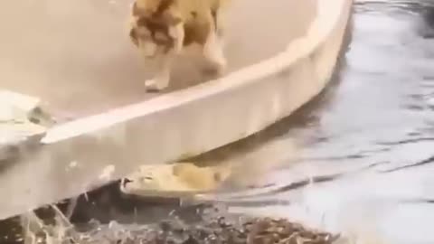 Two new lions Animals funny video