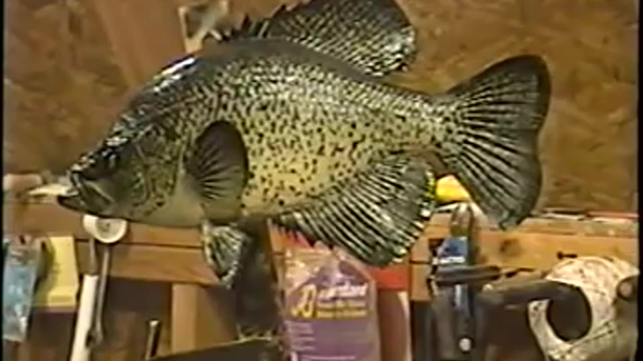 How to Paint a Black Crappie