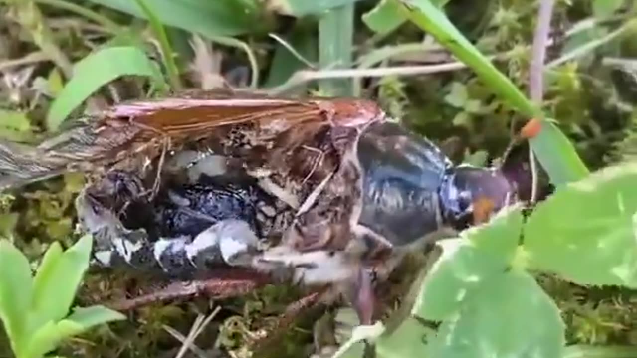 Bug