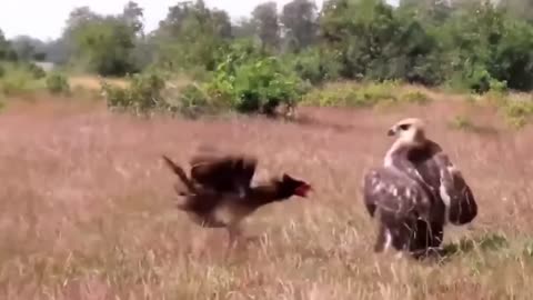 SERANGAN AYAM KE BURUNG ELANG