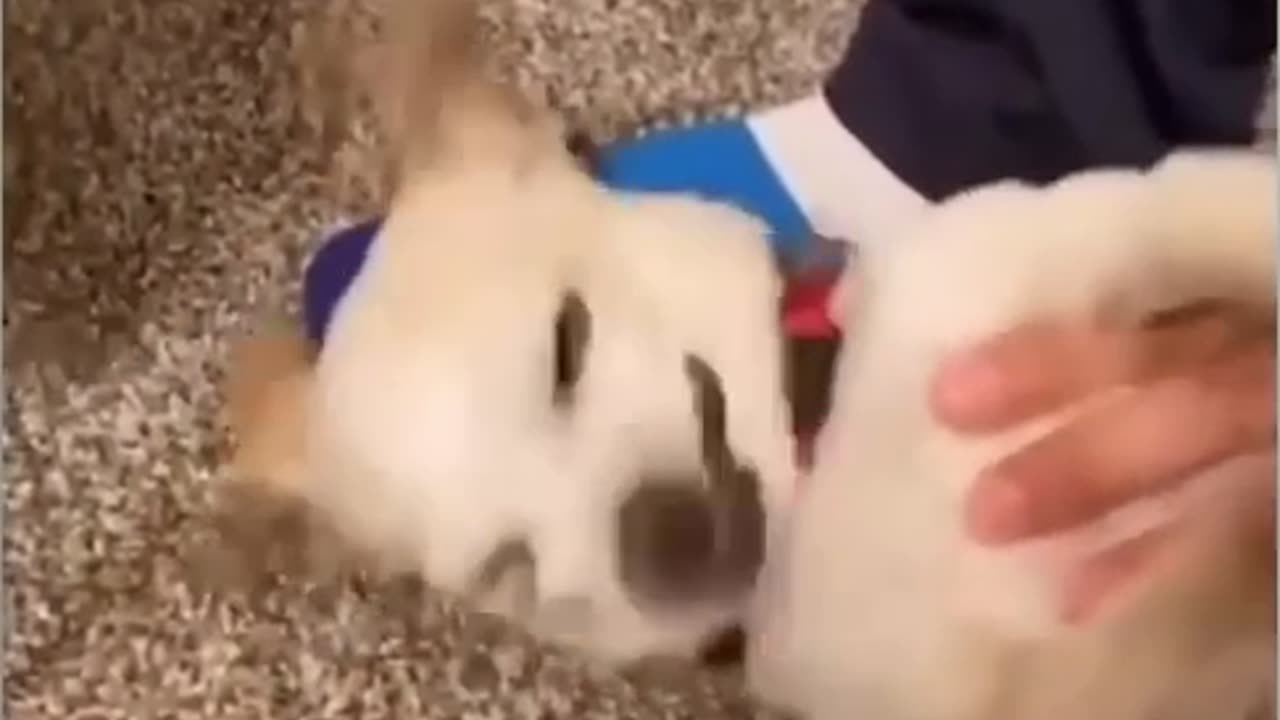 A Comedy Compilation of Cats and Dogs in Action!"
