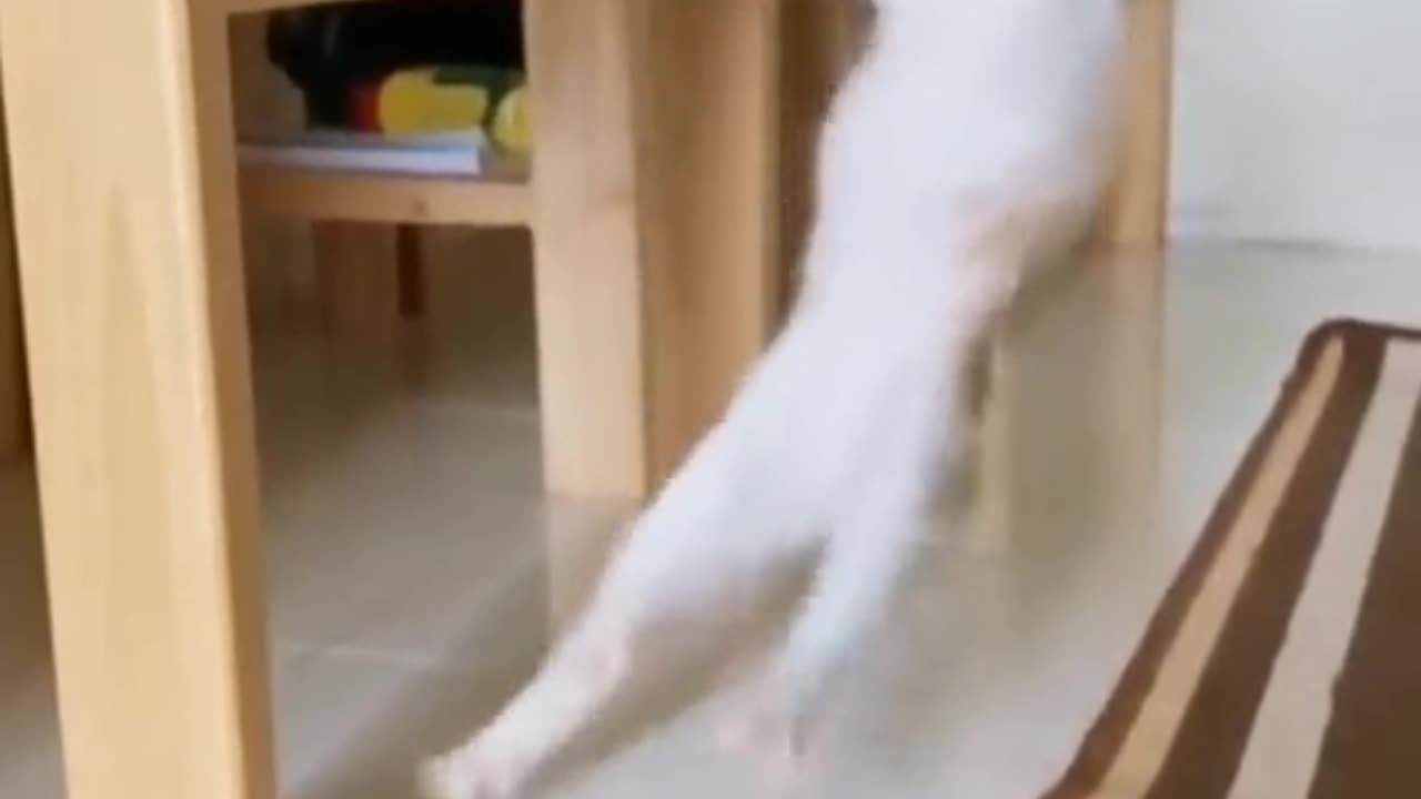 Funny Cat video.