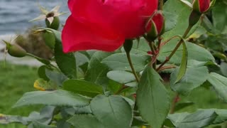 Close-up of a Rose Swaying in the Wind