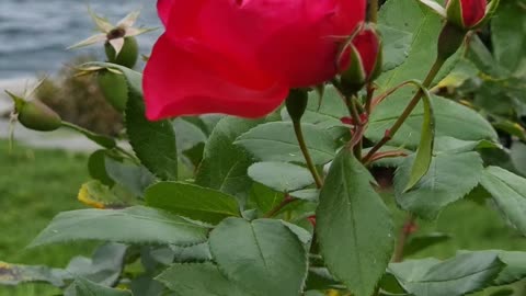 Close-up of a Rose Swaying in the Wind