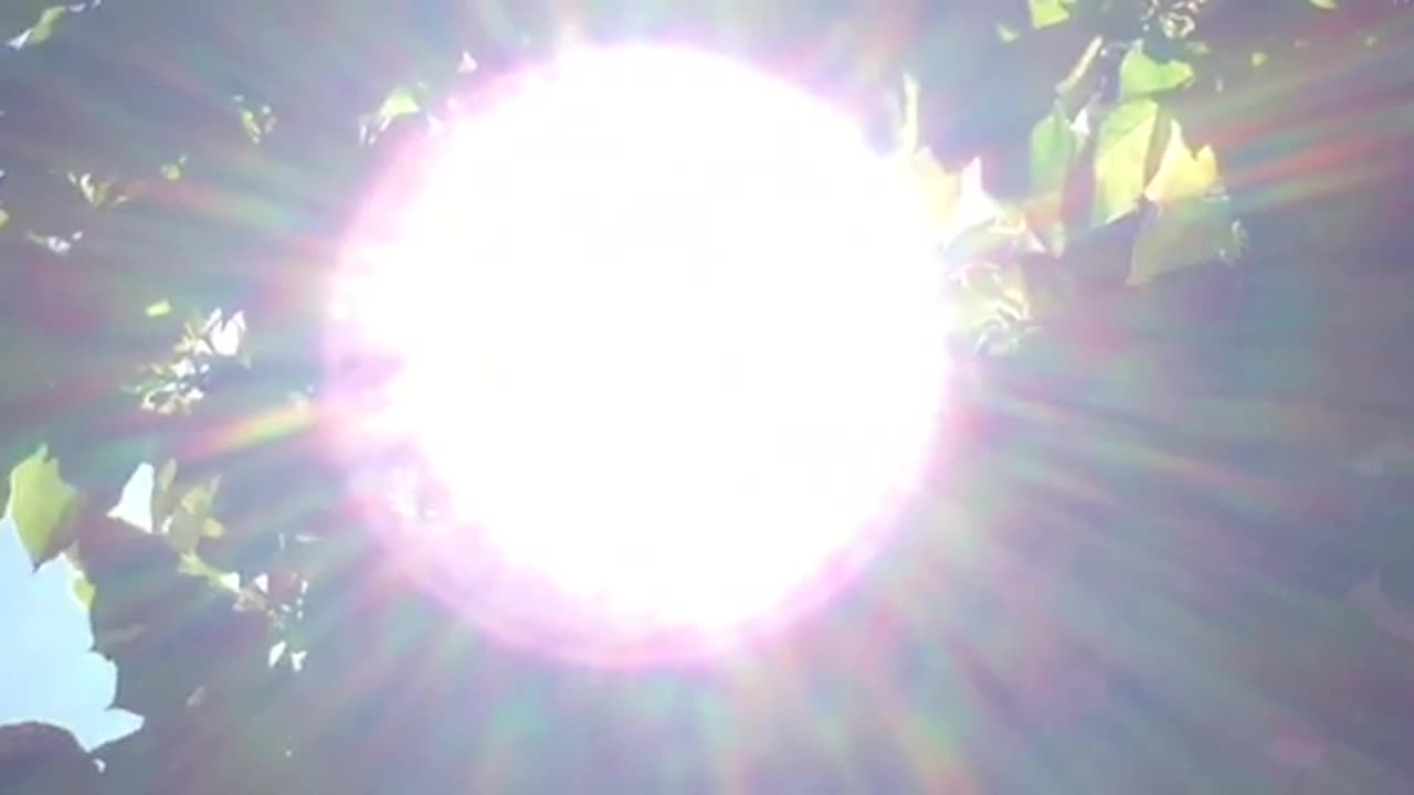 旧金山华藏寺木棉树又降真精甘露