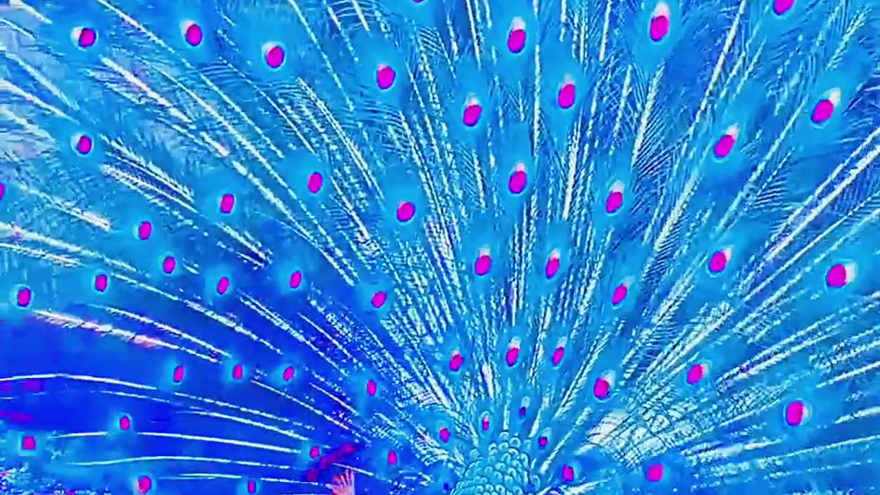 The peacock displays its stunning and mysterious dance.