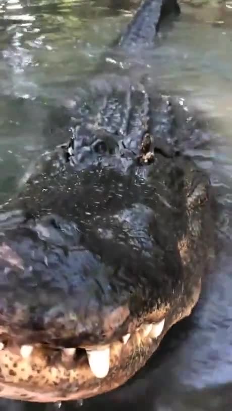 Crocodile Face to Face.