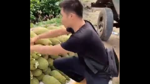 Cempedak fruit harvesting #fruitgarden #farming