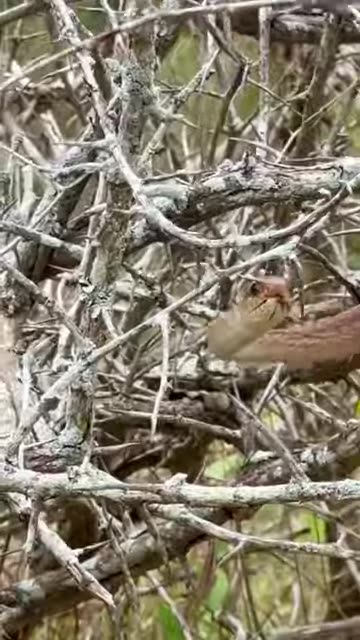 Chameleon Attacks Snake - Full Video Above!