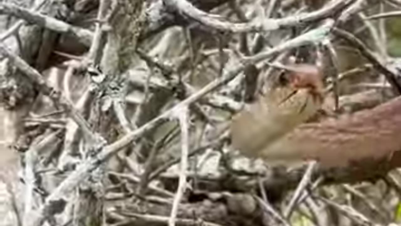 Chameleon Attacks Snake - Full Video Above!