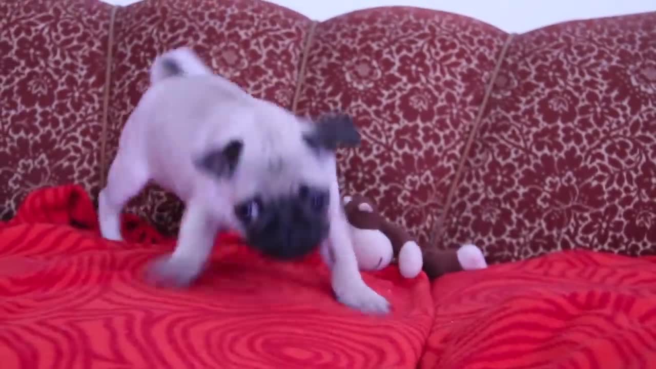 baby pug Carlos barking