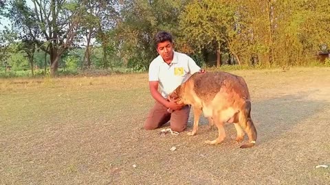 Dog training teach to stay with you out side home