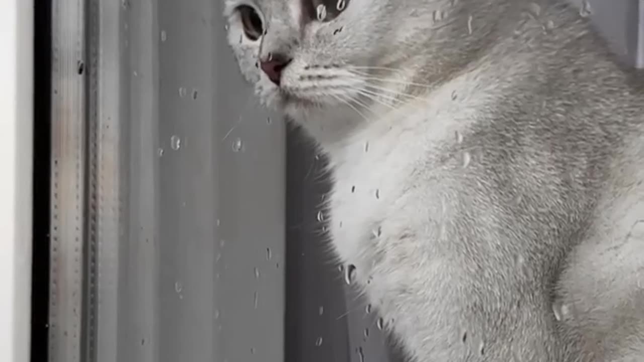 Cat Emotional and funny clips