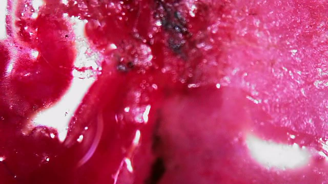 Abyss (WARNING = GRAPHIC)