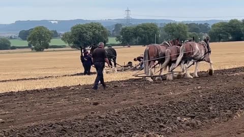 Northern Heavy Horse Society... traditional furrow PLOUGHING