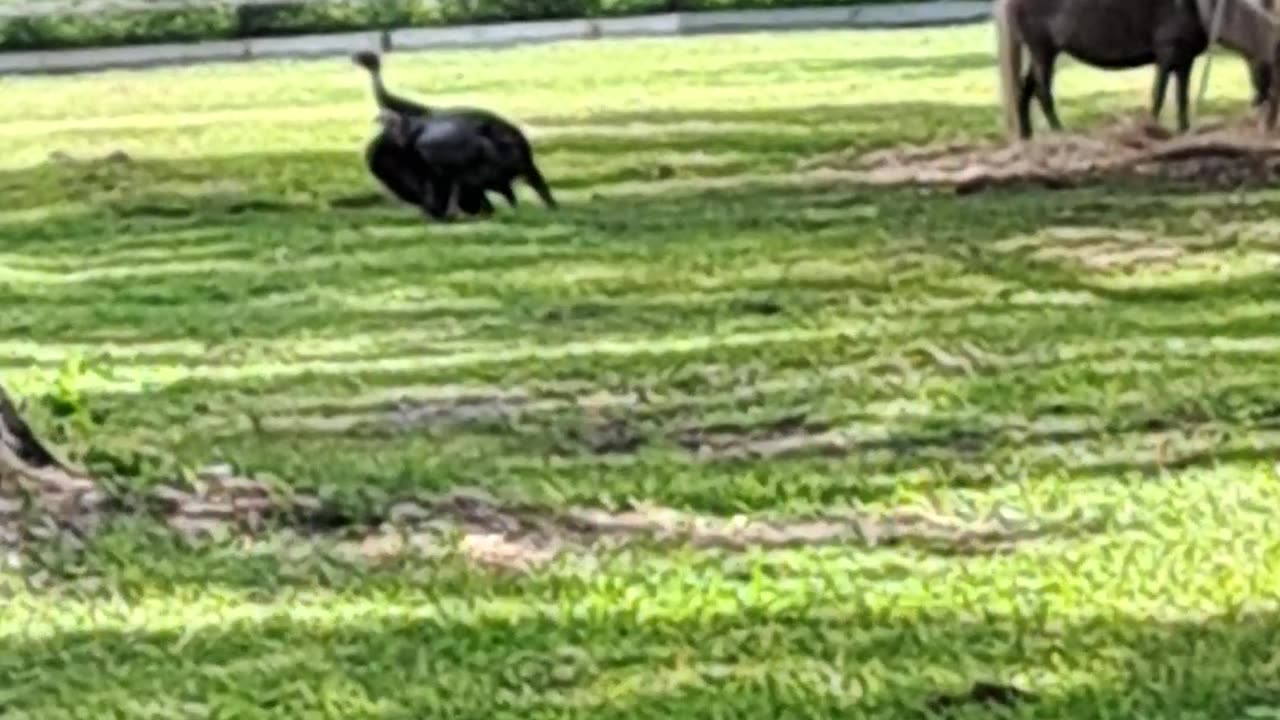 Wild Turkeys In My BackYard