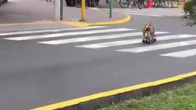 Dog riding skateboard