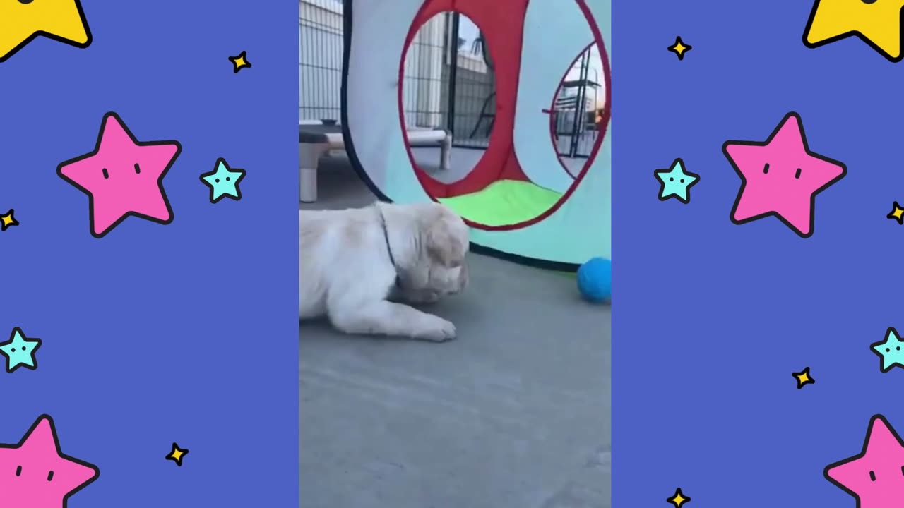 He was so focused on the ball! 🥰🐶💛🐾
