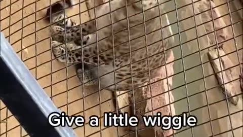 Big Cats are cat Funny animal moment