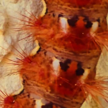 Caterpillar on a house wall.