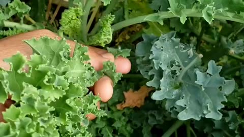 Garden Salad #harvest #salad