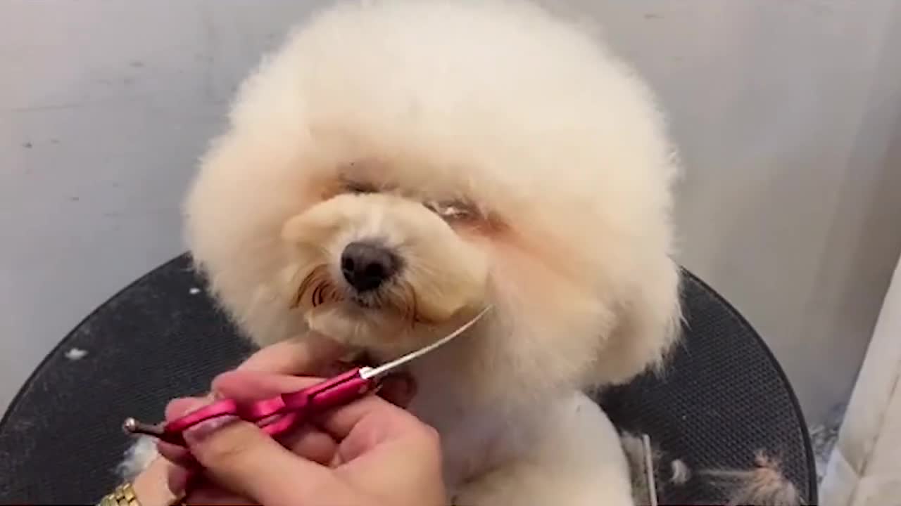 Bichon Frise Puppy Face Grooming - Puppy Groomy