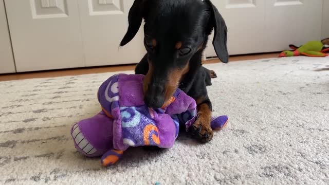 Crusoe Goes Zen with Petlibro Water Fountain - Cute Dachshund Video