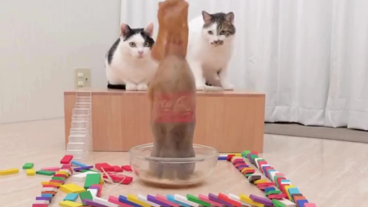 Domino Chain Reaction Leads to Soda Fountain Explosion—Cat Reactions Are Priceless! 🐱🍾