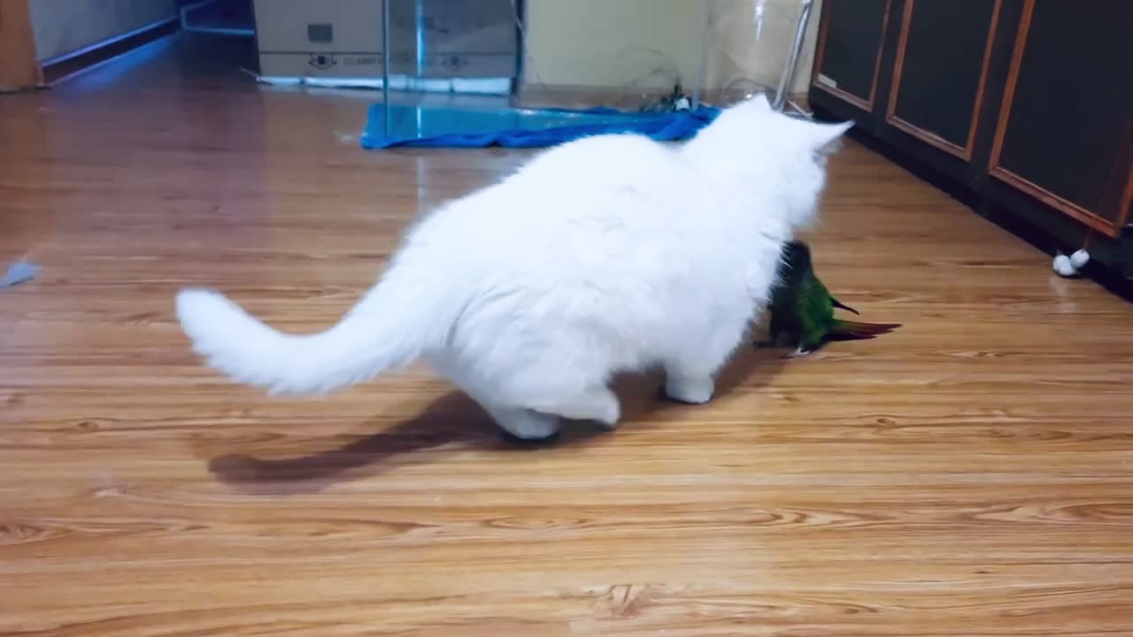 funny cat nd parrot