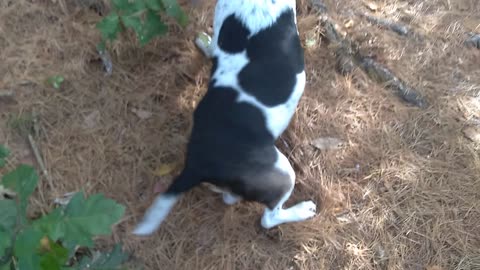 Bandit