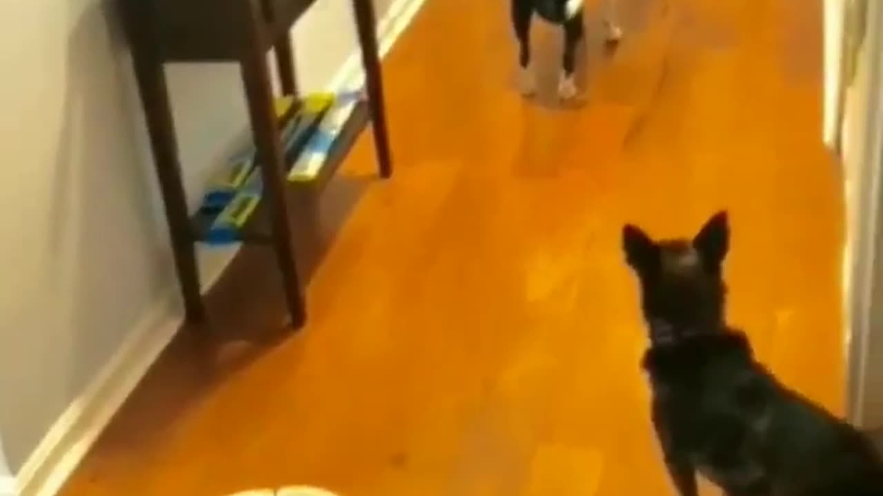 Angry pets