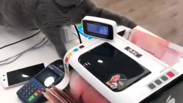My cat counts cash