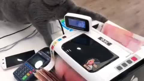 My cat counts cash