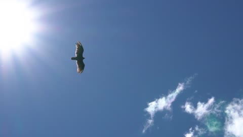 Eagle gliding in a clear sky, bottom view