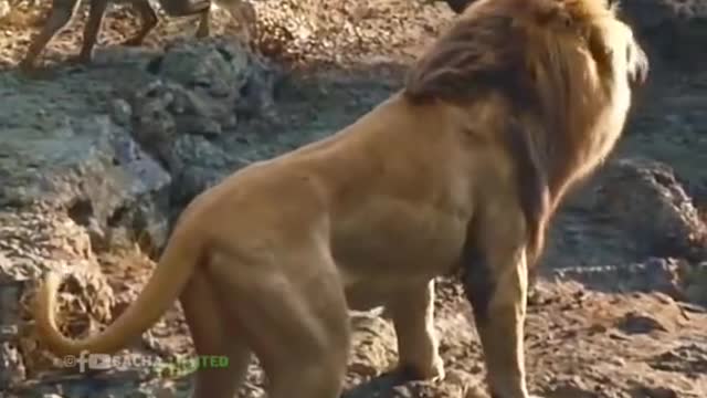 The Lion King👑Attitude short video