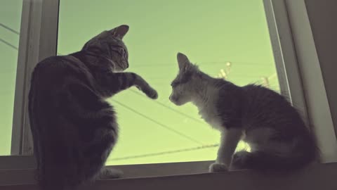 "Watch Two Adorable Cats Play and Socialize in the Window"