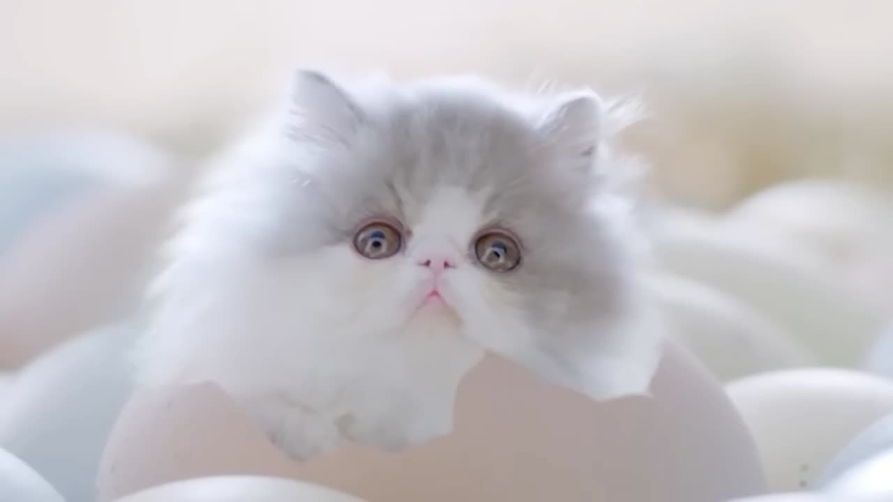 World cutest cats