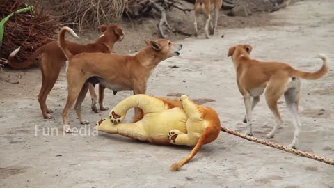 Fake lion prank 😂| dog reaction 🤣 | Happiyness