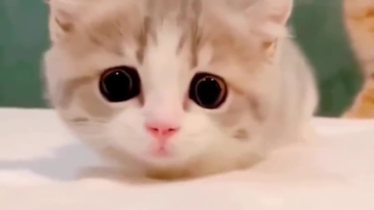 CUTE BABY CAT VIRAL video 😍😍😍😍