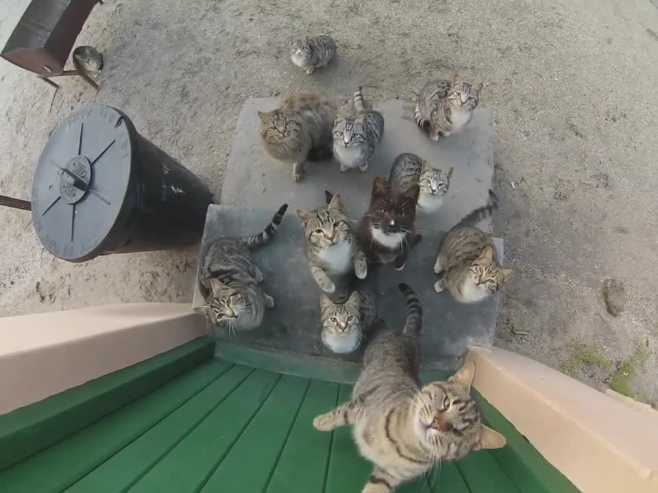 Cats attack tourists