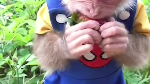 FUNNY ANd cute MONKEY