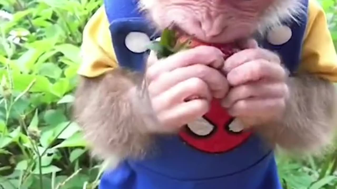 FUNNY ANd cute MONKEY