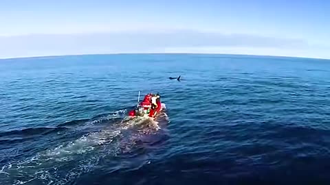 Baby whale begged human