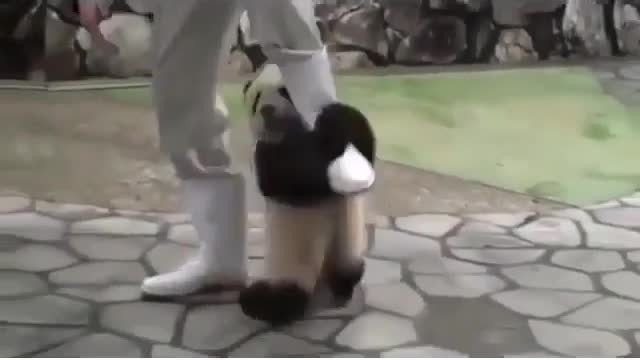 The panda is so cute