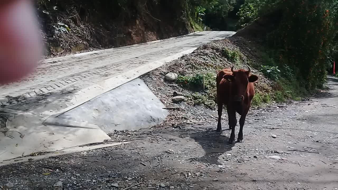 Torete en el camino